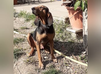 Rocco  - dringend - ein Überlebenskünstler sucht ein neues Zuhause
