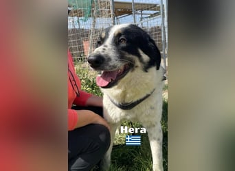Hera , 09/23 - fröhliches liebes Mädel auf Heimatsuche