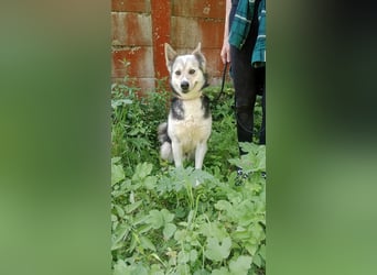 Bertie - der freundliche Huskymischling sucht Menschen die seine Bedürfnisse kennen