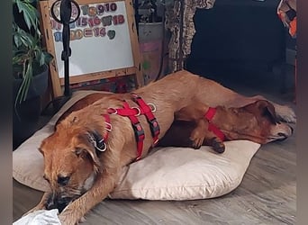 Taro ❤ wartet in 24885 Sieverstedt