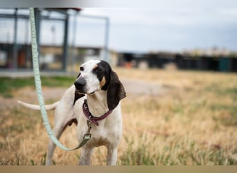 Mila - sanftes Jagdhundherz sucht sportliches Zuhause