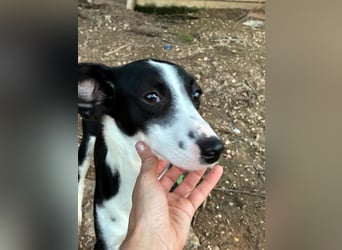 Fröhliche MINNIE lebensfroh, aufgeschlossen, verspielt freut sie sich, das Tierheim zu verlassen