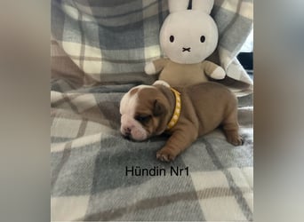 Englische Bulldoggen Welpen– 7 süße Mädels suchen bald ein Zuhause!