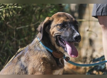 Piston, Mix Labrador / Schäferhund, lieb und sozial