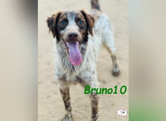 Bruno10 geb. 09/2023 (ESP) - liebevoller, verspielter und anhänglicher Bretonischer Spaniel!