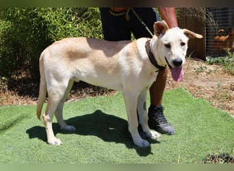 Dusty, Labrador-Mix, lieb und sozial