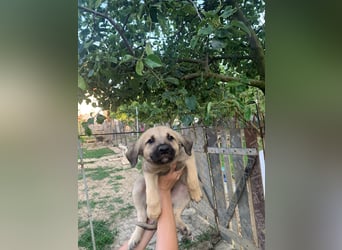 ELLIOTT sucht ein zu hause