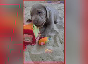 Labrador Aussiedor Welpen  in silber und silber merle aus liebevoller Zucht