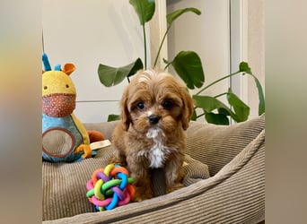 Cavapoo, Pudel, Cavalier King Charles Spaniel