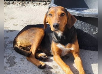 Zoey ❤️ schmusige, liebe, soziale Bracke-Mix-Hündin!