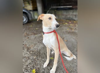 Balou, lieb und verspielt