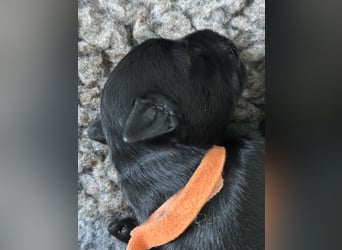Mittelschnauzer Welpe Rüde