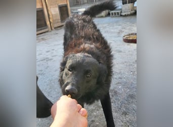 Duke ❤️ aufgeweckter, junger Kroat. Schäferhund-Mix-Bub!