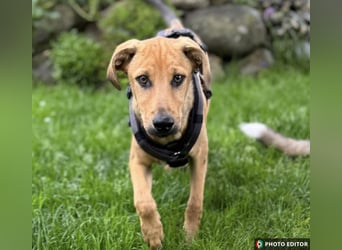 Elay, ein Herzenshund sucht sein Glück, PS in 94078 Freyung