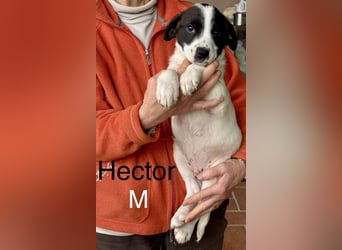 Hector - sagt "Hallihallo!"
