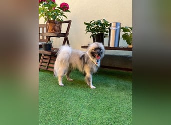 Stitch SR – kleiner Überlebenskämpfer sucht sein Happy End