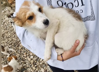 Zauberhaftes Hundemädchen ANNEMARIE ist neugierig und verspielt