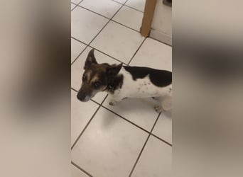 Milo - aktiver Senior sucht Zuhause