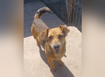 Peaches sucht ihre Familie