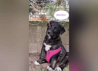 Briciola sucht ihr Zuhause