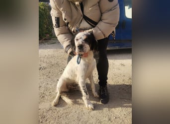 Mira – Heldin auf vier Pfoten -