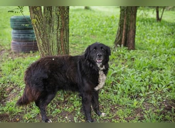 Solon: Tapferer Hundeopa