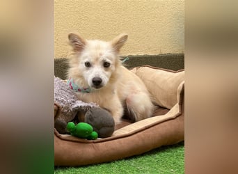 Nala-SR, sucht Zuneigung und Liebe