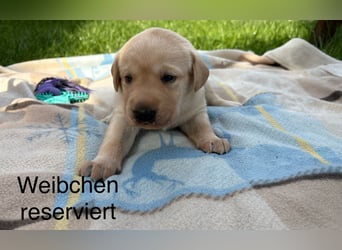 Labrador Welpen Rüden