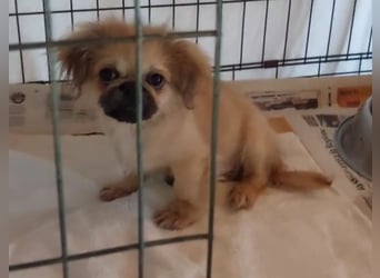 Teddy - Süßer Pekinese-Welpe sucht sein Körbchen-Glück!