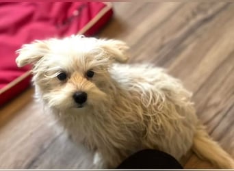 Boomer - freundlicher, aktiver, neugieriger Bologneser-Mix Junghund / z.Zt. noch in Rumänien