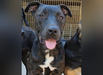 Freundlicher Staff-Mix ♥Dante♥ Vermittlung CH+AT+B+NL