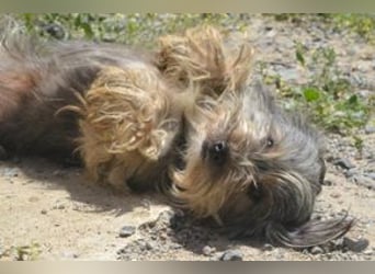 Maia, eine von zwölf zurückgebliebenen Hunden sucht ein neues Zuhause