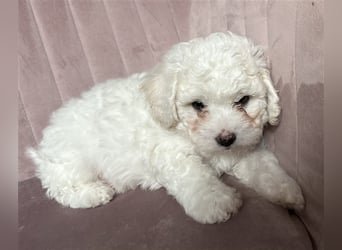 Bichon Frisé