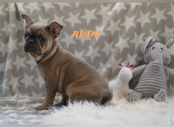 Bezaubernde  & Freiatmende Französische Bulldogge Babys auf Familiensuche