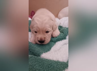 Zuckersüße Golden Retriever Welpen