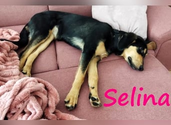 Selina2 geb. 09/2024 (in Deutschland) - aufgeschlossene und kluge Junghündin!