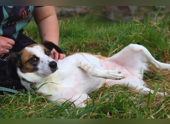 Umgängliche sanfte Hündin Sansa❤️sucht Pflege- oder Endstelle