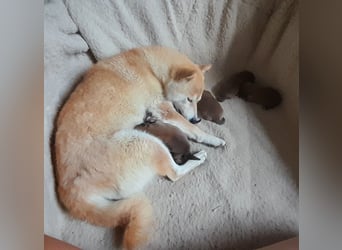 Wunderschöne Shiba Inu Welpen suchen ein liebevolles Zuhause!