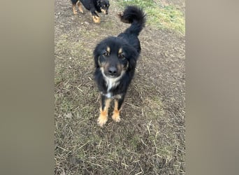 Bruno - seine Familie ließ ihn zurück