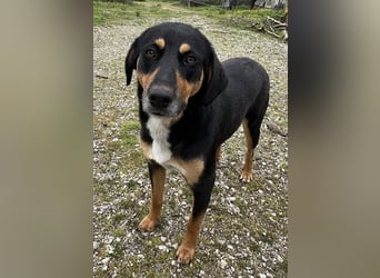 Orelle, geb. ca. 05/2024, lebt in GRIECHENLAND, auf einem Gelände, auf dem die Hunde notdürftig vers