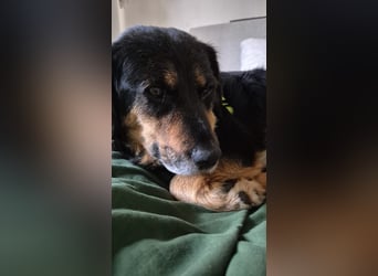 Zuhause gesucht für Chiko – sensibler Schatz mit großem Herz