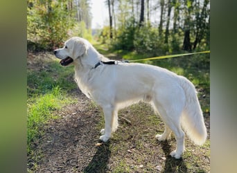 Golden Retriever Welpen vom Züchter – liebevoll & familiär aufgezogen