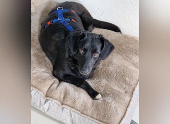 Phoebe sucht Für-immer-Zuhause