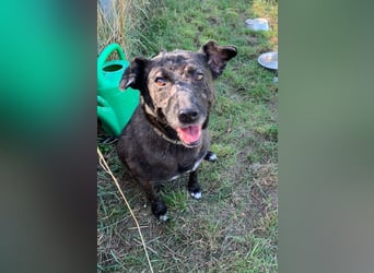 Kotangens - ruhige unauffällige Hundedame sucht Menschen mit Herz