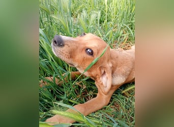Junghund TINO sucht sein Für-immer-Zuhause