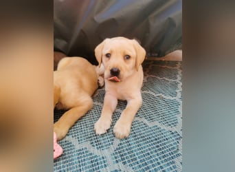 Reinrassige Labradorwelpen