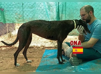 Ona,geb.03/22,verschmustes Galgo Mädel sucht ihre Familie