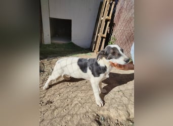 Zazu, schüchtern aber lieb