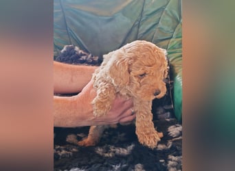 Wunderschöne Maltipoo Welpen