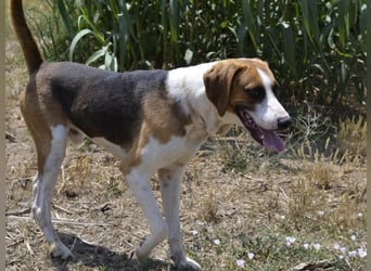 Dimmi – junger französischer Laufhund-Mischling sucht liebevolles Zuhause